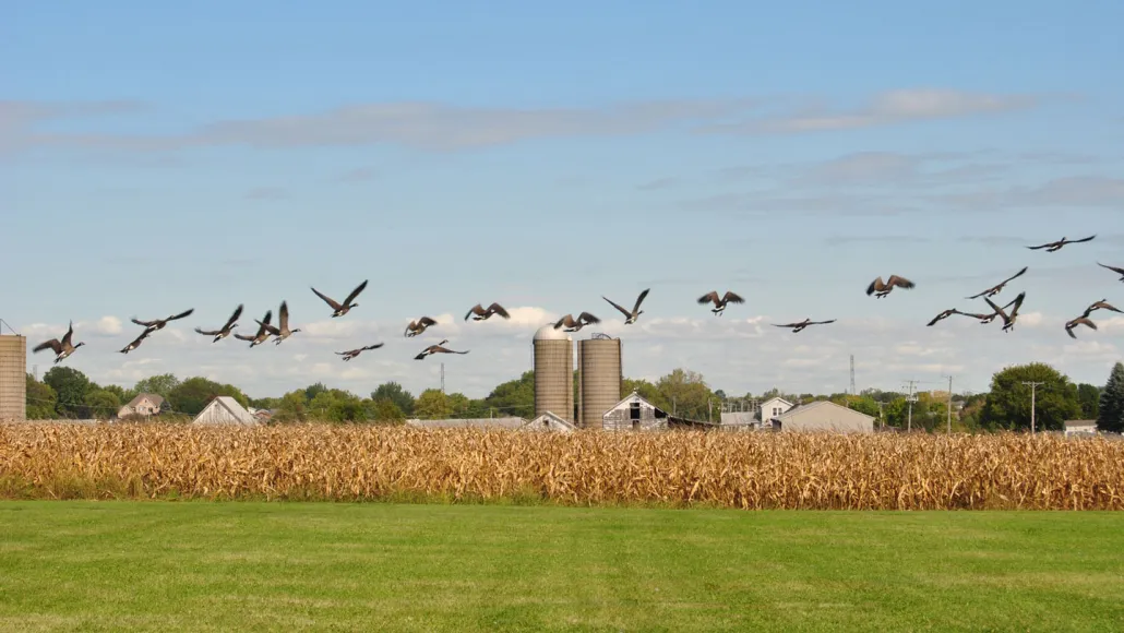 Controlling Bird Flu in Farms Gets Harder as Virus Evolves