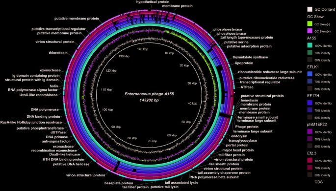 Enterococcus Phage A155: Promising Solution to Reduce VRE Gut Colonization