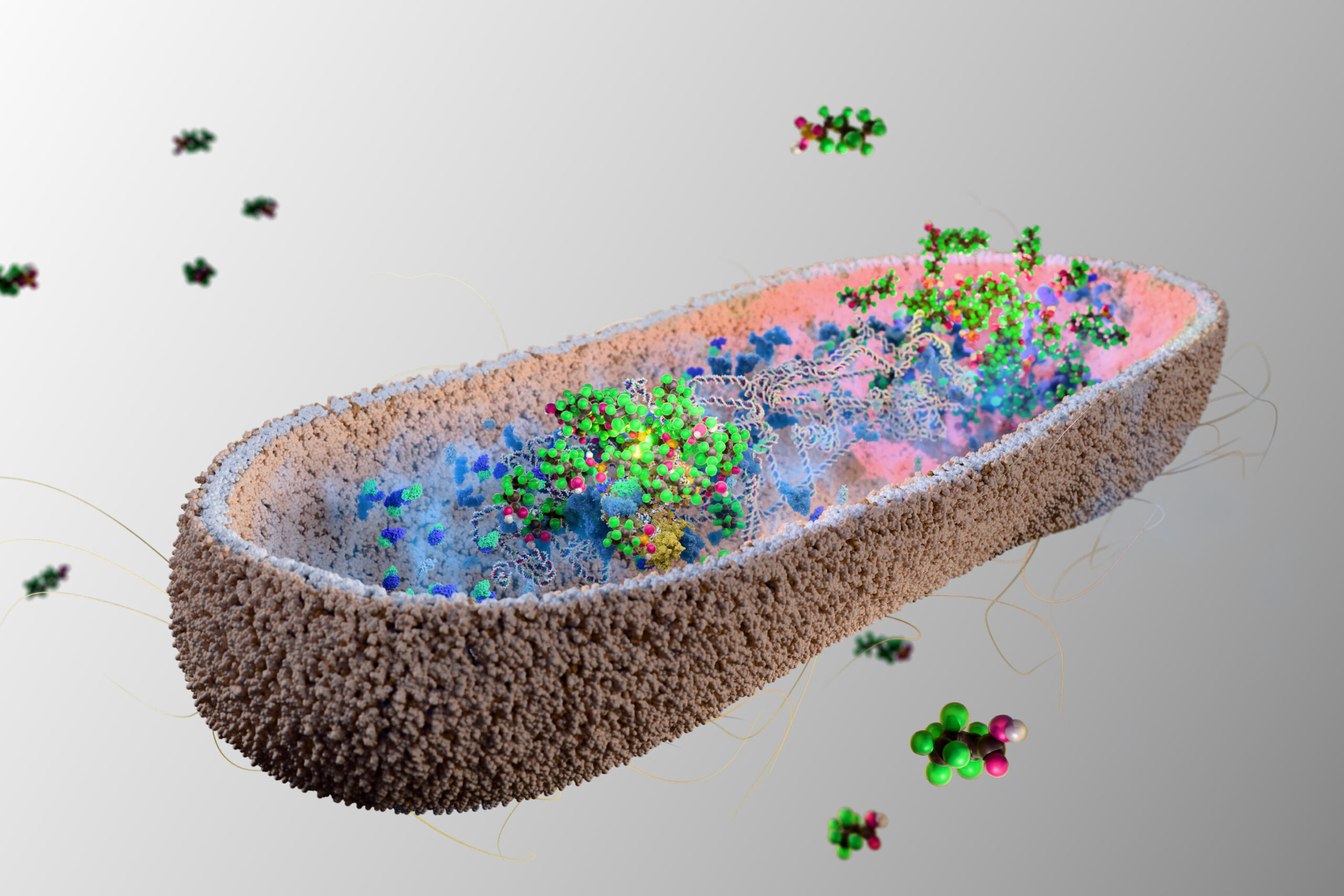 Gut Microbes Could Help Eliminate Forever Chemicals Naturally
