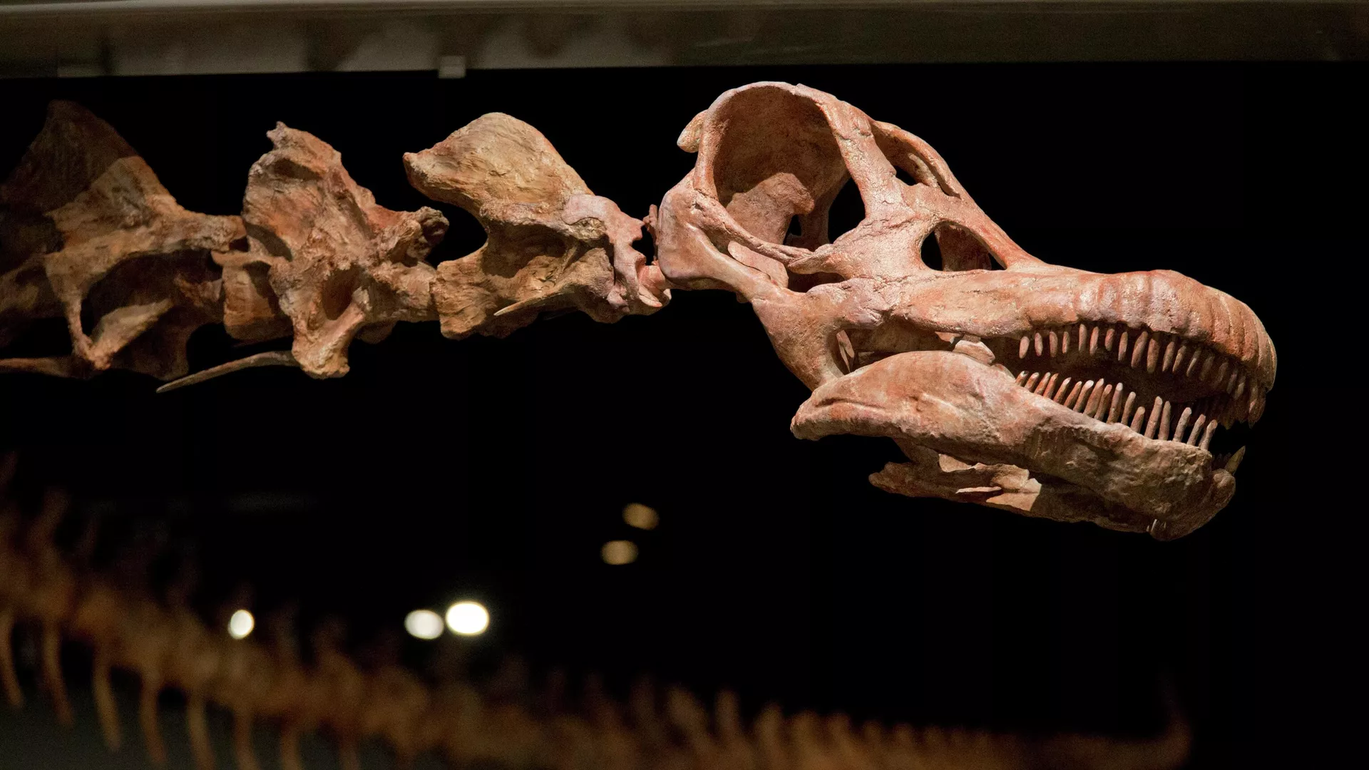 India’s ₹263 Crore Dinosaur Fossil Sale Sparks Global Debate