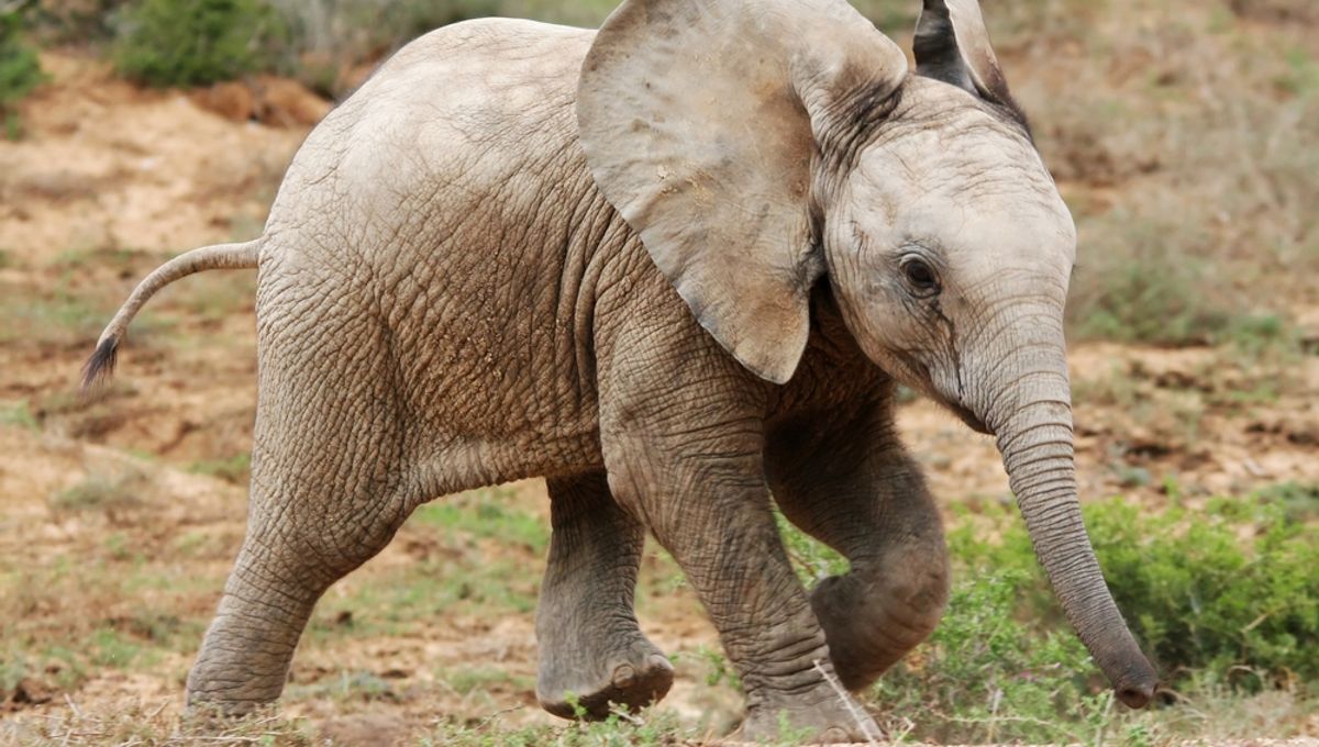 Meet Motty: The World’s Rarest Elephant Hybrid Wonder