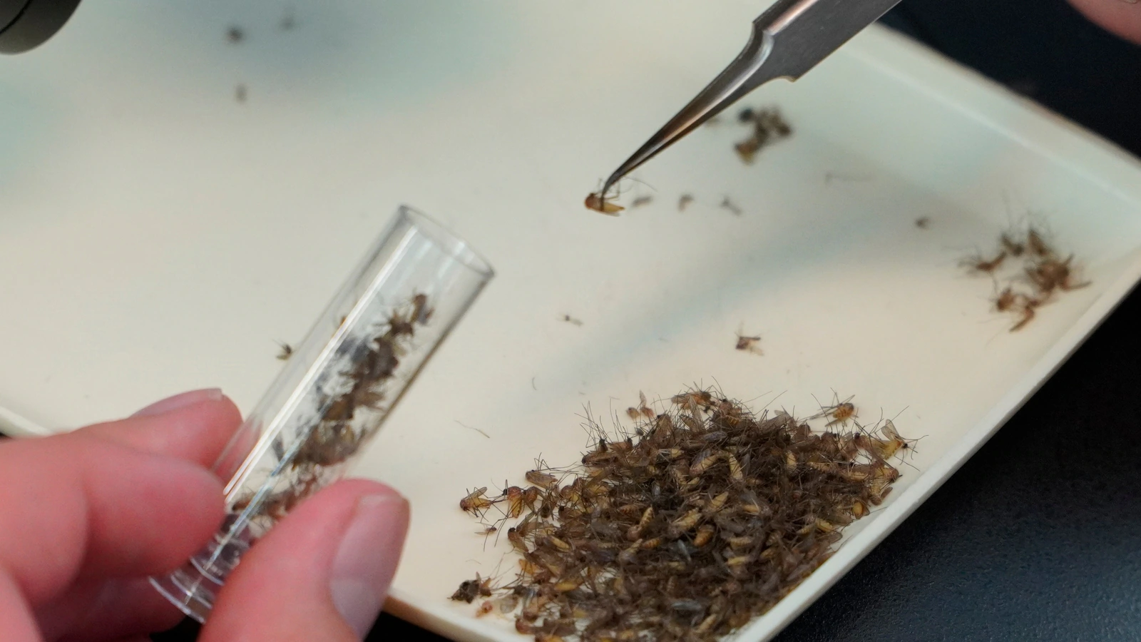 Nile Virus Risks from Mosquitoes
