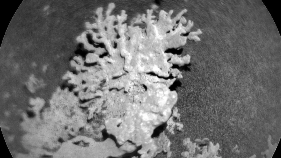 Ancient Multi-Billion-Year-Old Coral Discovered on Mars
