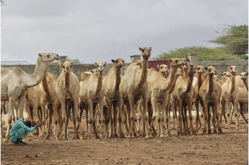 Somalia’s Camel Milk Boosts Nutrition and Creates Jobs