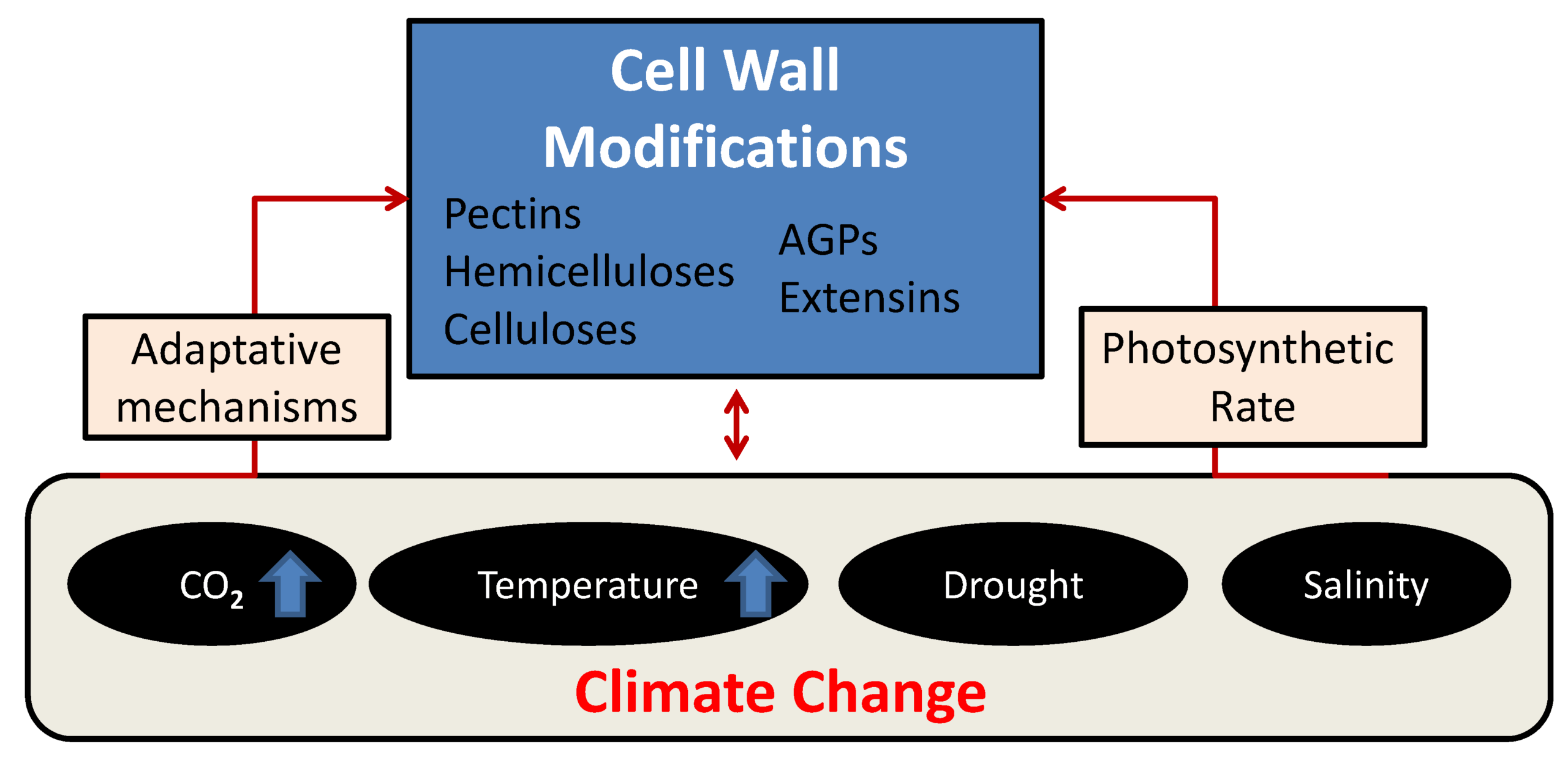 Unlocking Plant Cell Wall Mechanics for Sustainable Growth Solutions
