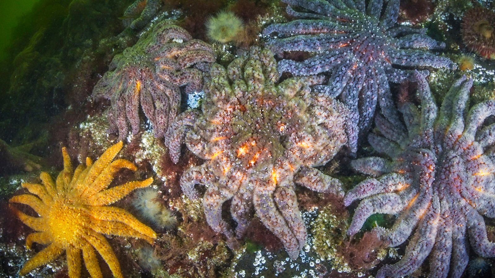 Why Billions of Sea Stars Are Dying Explained